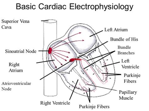 electrophysiology arrhythmia near occidental|The Future of Physiology: Cardiac Electrophysiology .